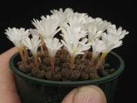 Current name: C. pellucidum pellucidum var. neohallii