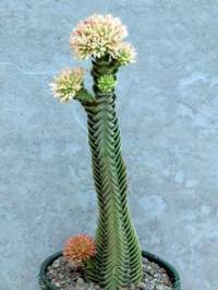 Flowering atop a 15cm temple.