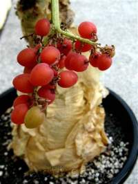 Fruits are finally ready in May as the leaves are falling.