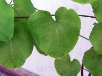 Close up of leaves.