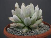 Fat leaves, more like Graptopetalum than Echeveria!