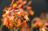 Orange flowers.