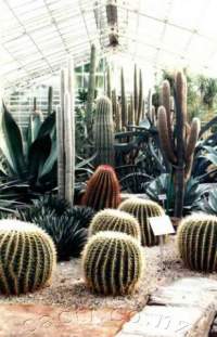 Several in a glasshouse at Kew Gardens, London.