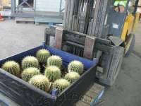 A shipment of Coro Cacti product.