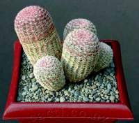 Echinocereus rigidissimus rubispinus Lau 88