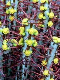 Glossy spine shields and brilliant yellow flowers.