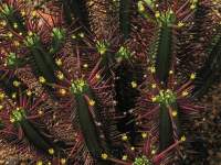 Euphorbia enopla in flower.