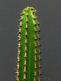 Vigorous growing, untried outdoors.