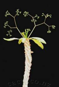 Tiny flowers on long stems which are sticky like flypaper.