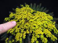 Massed flowering is spectacular and typical.