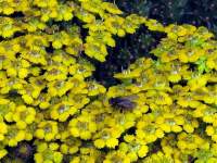 Flowers are pollinated by flies.