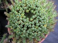 Seedpods are interestingly 'blotched'.