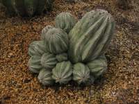 This groundbedded plant in our Showroom clustered heavily.