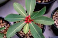 Leaves in summer have bright red petioles!