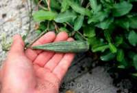 Seedpods appear in the green foliage.