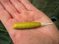 Seeds removed from pod, before they fluff and fly.