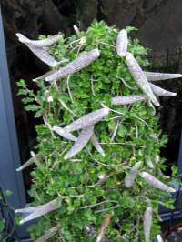 John and Janeen's plant, laden with seed capsules.