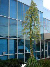 Flowering in an Auckland industrial estate.