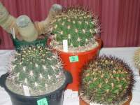 Three variants at the NZ Cactus Society's AGM.