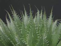 Closeup of translucent leaftips.