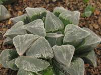 Haworthia pygmaea Crystalline form