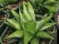 Haworthia scabra lateganiae