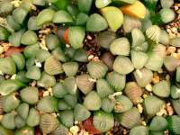 Young plants in a tray.