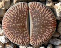 Lithops aucampiae euniceae