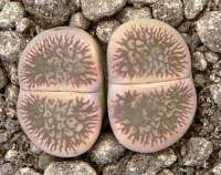 Lithops aucampiae euniceae fluminalis C 54