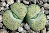 Lithops fulviceps 'Aurea'