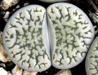 Lithops hookeri susannae C 91