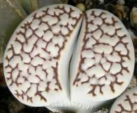 Lithops julii C 64