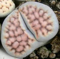 Lithops karasmontana C 226