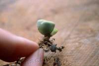 A basal offset is most unusual in Lithops.