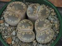 Lithops lesliei venteri 'maraisii' C 153