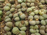 Lithops localis C 345