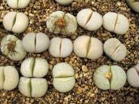 Lithops pseudotruncatella groendrayensis C 244