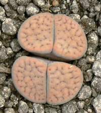 Lithops schwantesii rugosa C 192