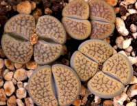 Lithops schwantesii urikosensis C 75 Nov 05