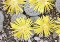 Lithops schwantesii urikosensis C 75 Mar 07