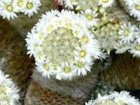 A species very generous with its flowers.