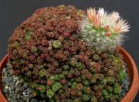 .....which later grew into this: a fullblown reversion to Mammillaria albicoma!