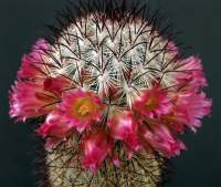 Flowering from every emplacement.