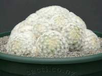 Mammillaria plumosa pic5