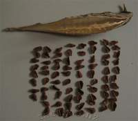 Contents of one seedpod.
