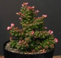 Monadenium ritchei