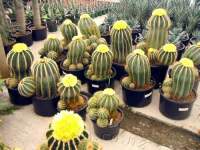 Old flowering cacti gather together to swap stories.