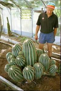 A younger Martin contemplates how to get this plant to Auckland.