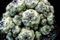 Small black spines on sage-coloured bodies.