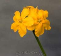 Bright yellow flowers verging on orange.